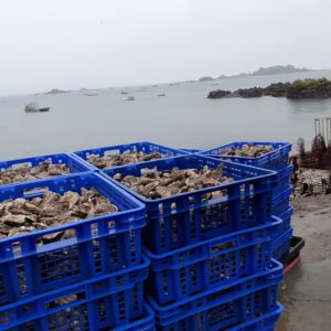 élevage d'huîtres en bretagne